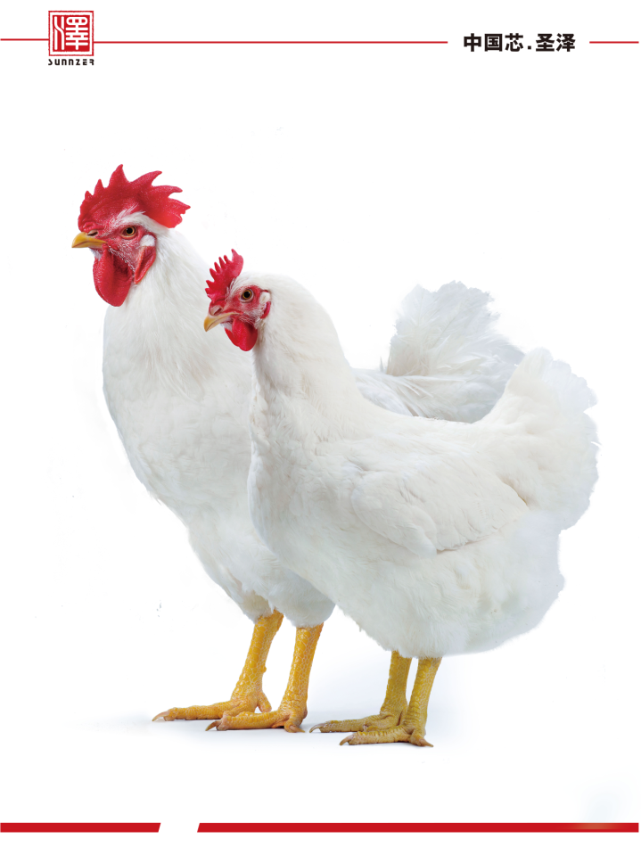 白羽肉鸡国货品牌取得新突破圣泽901占有率近20